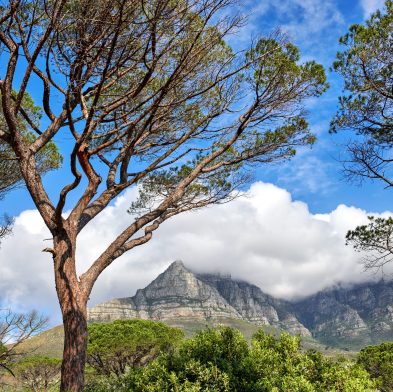 Table Mountain National Park